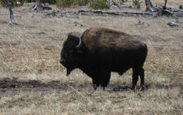 Image of American Bison