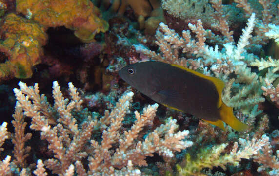 Image of Blue-spotted grouper