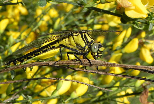 Image of Club-tailed Dragonfly