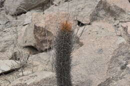 Image de Cleistocactus xylorhizus (F. Ritter) Ostolaza