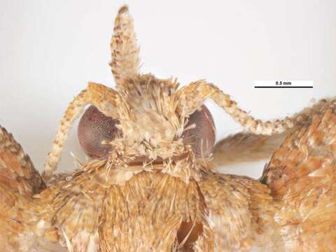 Image of Orange Tortrix