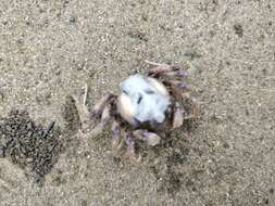 Image of Light-blue Soldier Crab