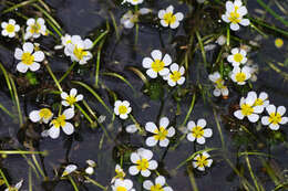 Слика од Ranunculus trichophyllus Chaix