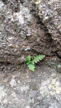 Sivun Polypodium saximontanum Windham kuva