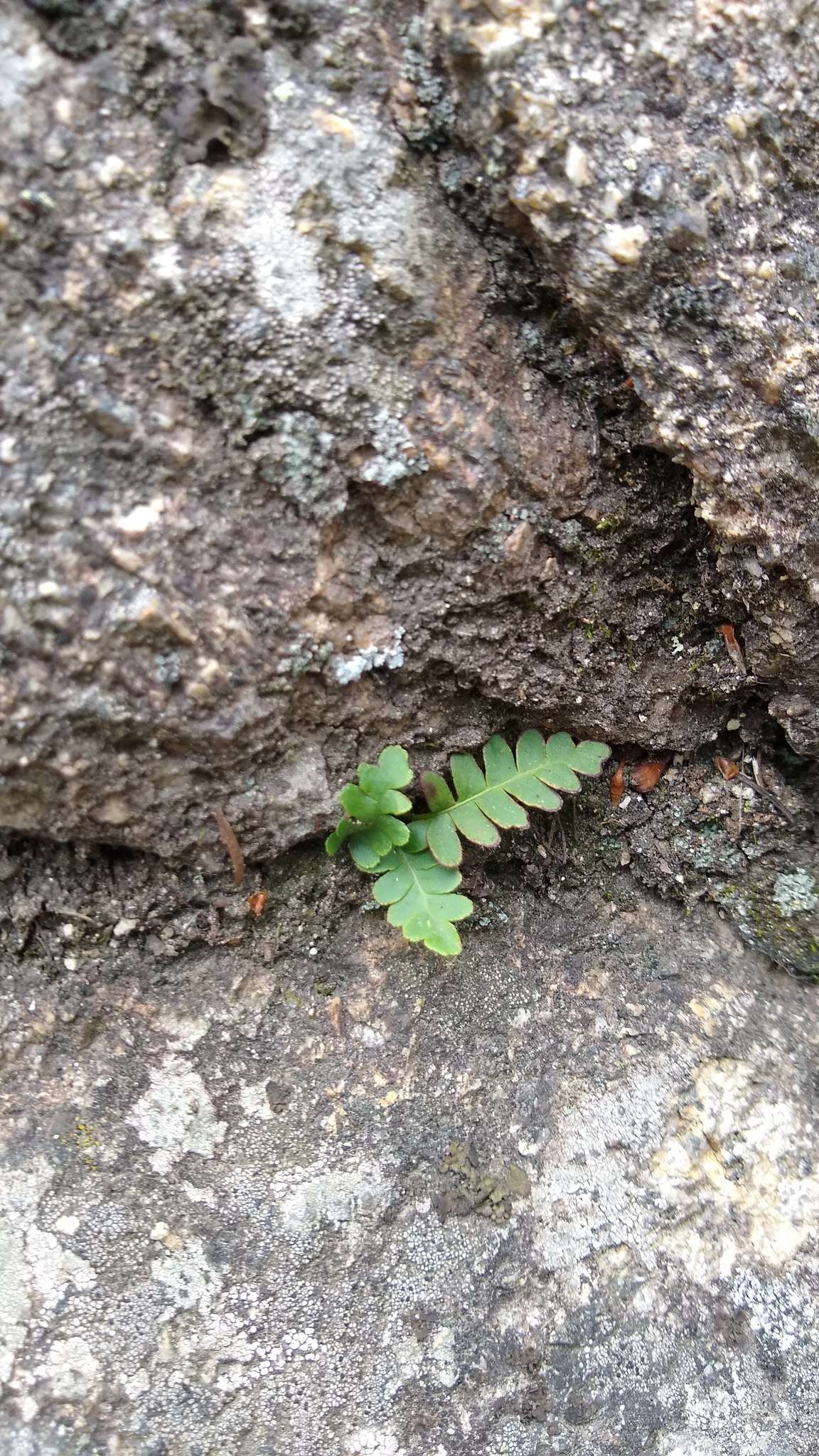 Image of Rocky Mountain polypody