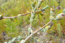 Image of Thesium euphorbioides Berg.