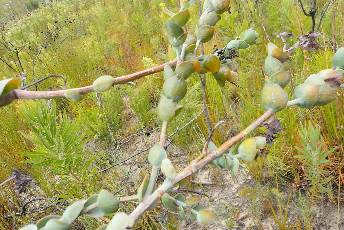 Image of Thesium euphorbioides Berg.