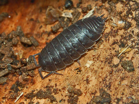 Image of Porcellio pumicatus Budde-Lund 1885