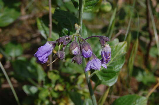 Image of bluewitch nightshade