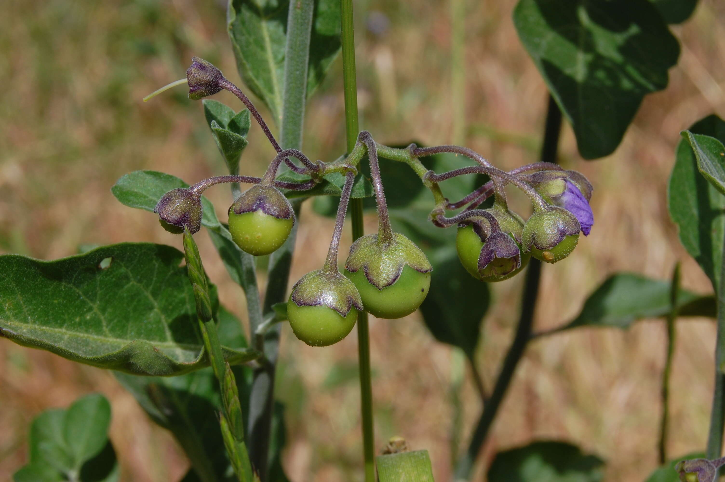 Image of bluewitch nightshade