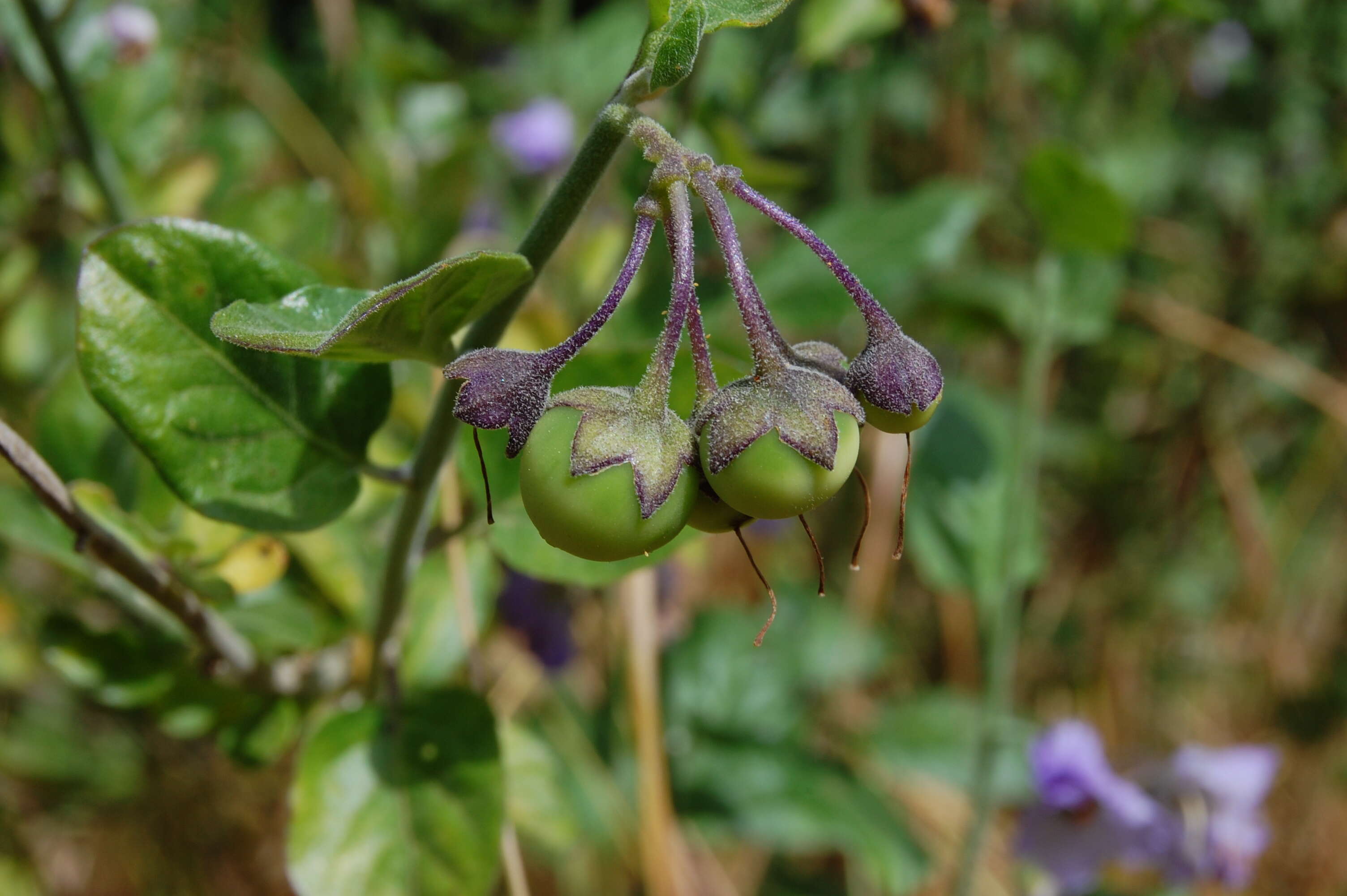 Image of bluewitch nightshade