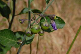 Image of bluewitch nightshade