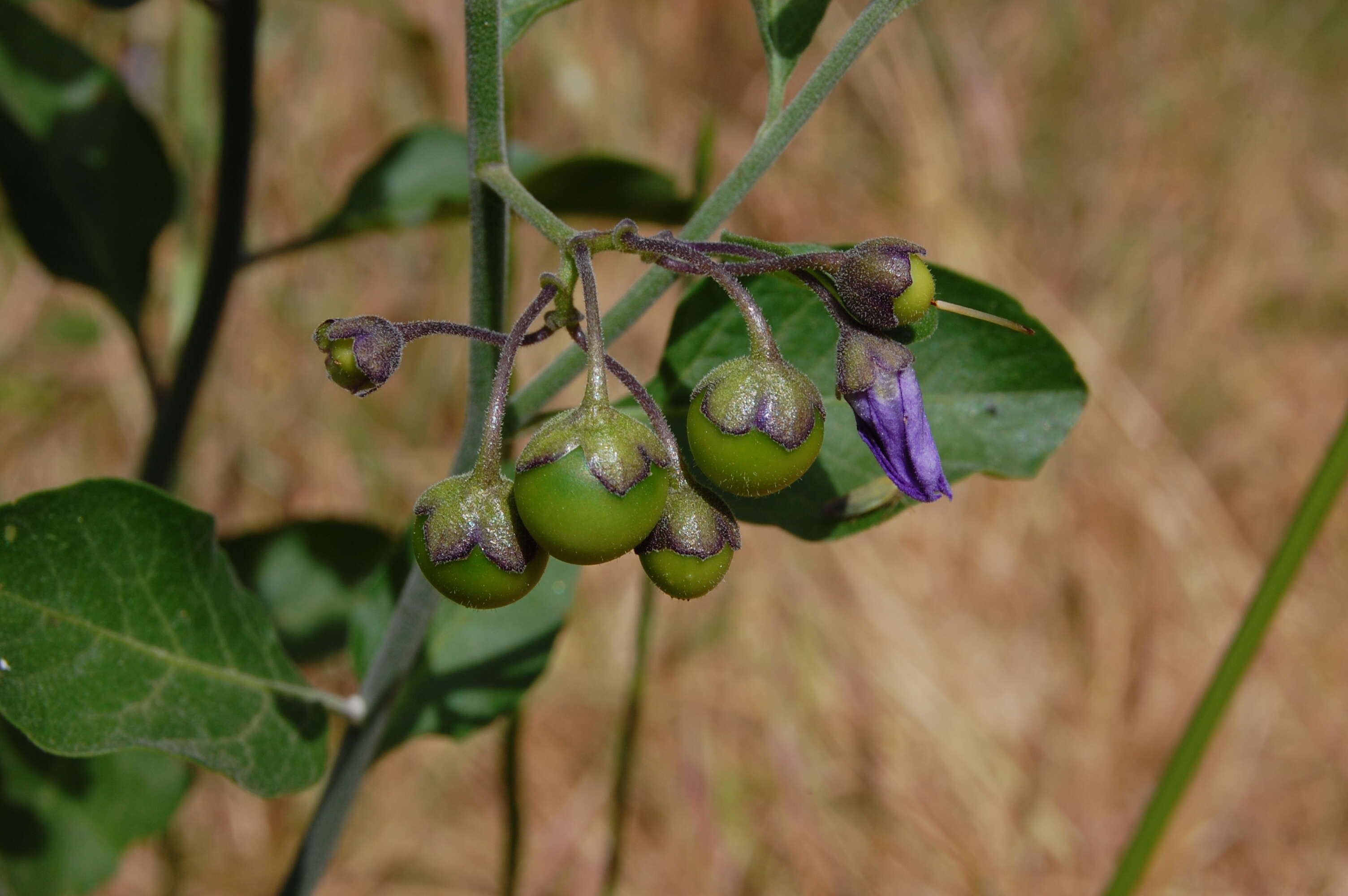 Image of bluewitch nightshade