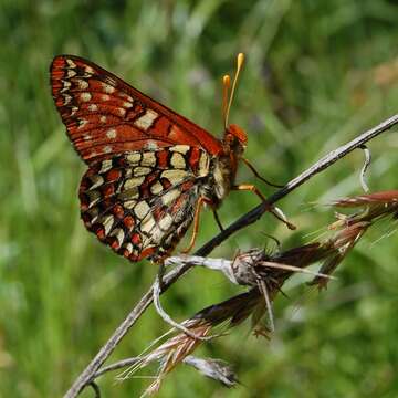 Image of Euphydryas chalcedona