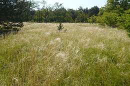 Image of Stipa pennata subsp. sabulosa (Pacz.) Tzvelev