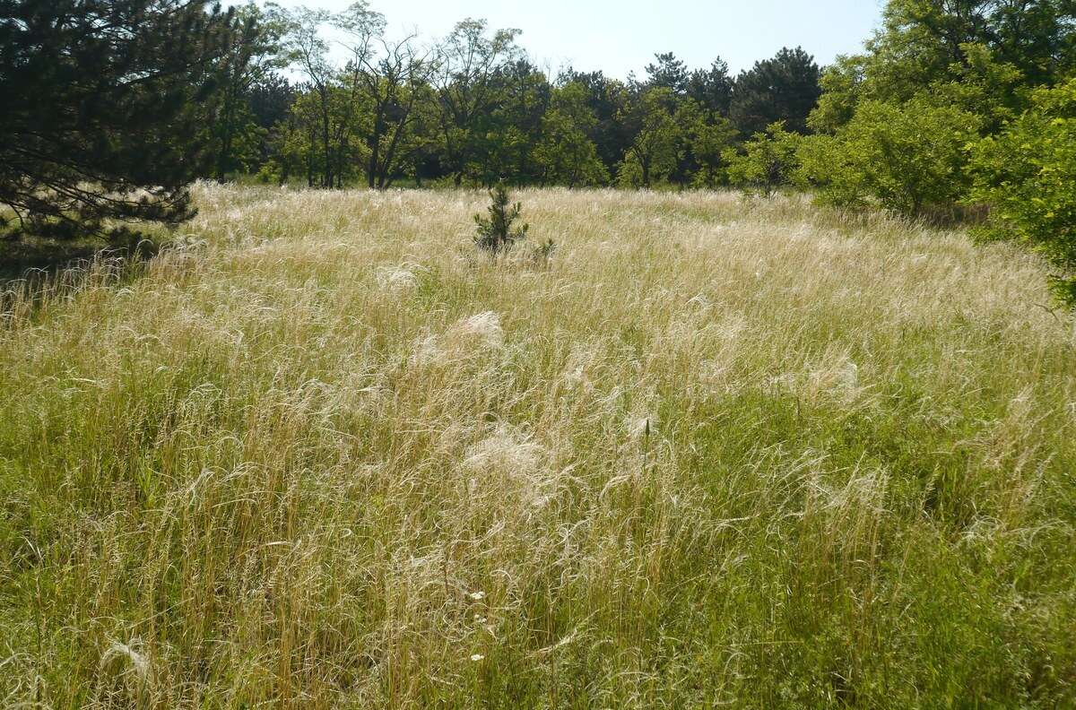 Imagem de Stipa pennata subsp. sabulosa (Pacz.) Tzvelev