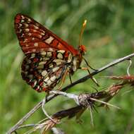 Image of Euphydryas chalcedona