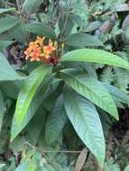 Image of Ixora congesta Roxb.