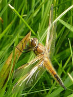 Image of Four-spotted Chaser