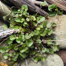 Image of New Zealand Bitter-cress