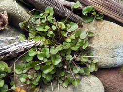 Image of New Zealand Bitter-cress