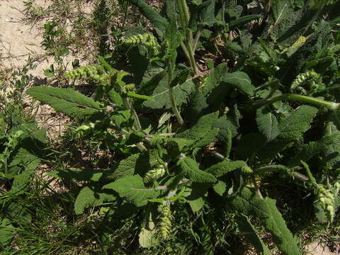 Imagem de Salvia pratensis L.