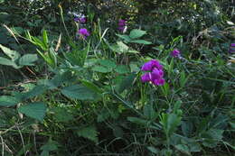 Image of Everlasting pea