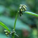 Image of Roan Mountain rattlesnakeroot