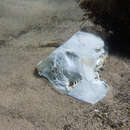 Image of Banks Shovelnose Ray