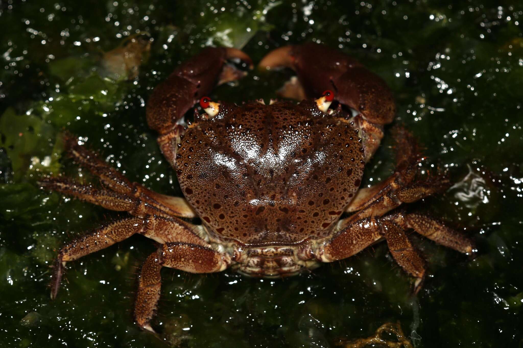Image of smooth redeye crab