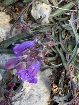 Image of Keck's beardtongue