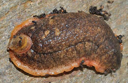 Image of Shelled slug