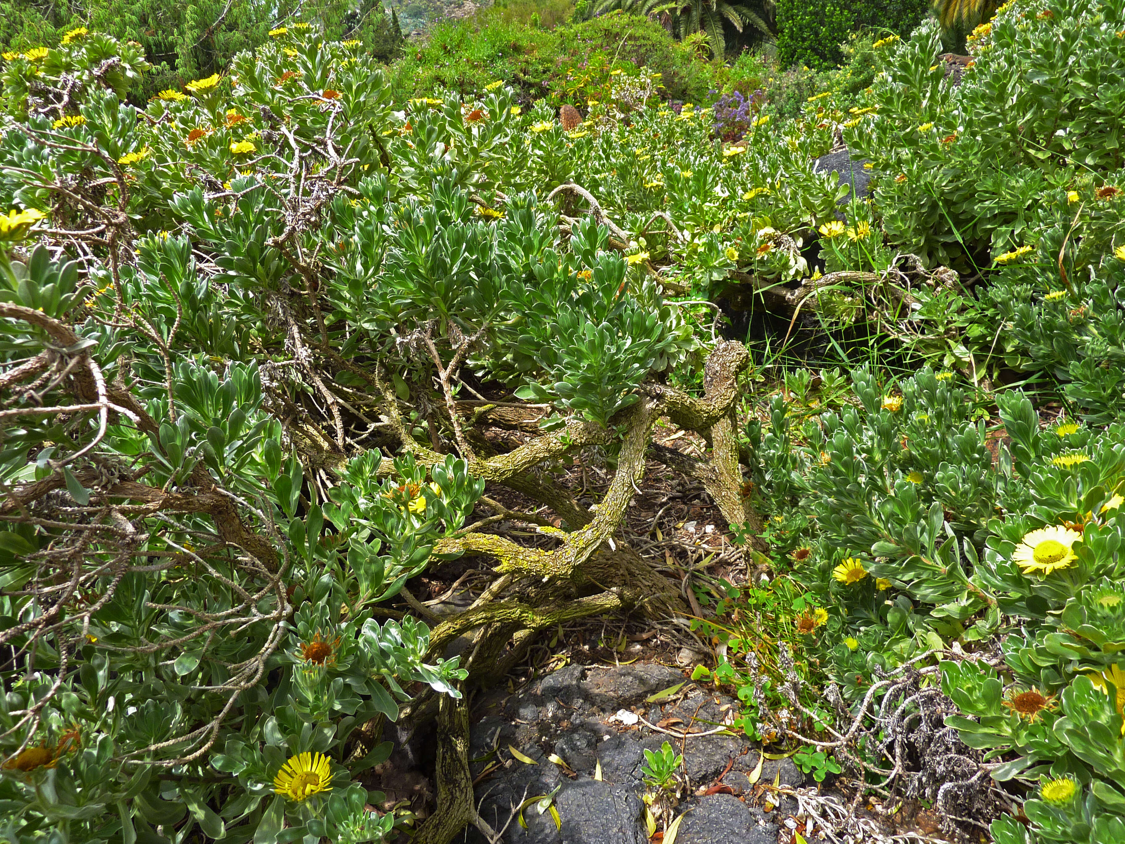 Image of Asteriscus sericeus (L. fil.) DC.