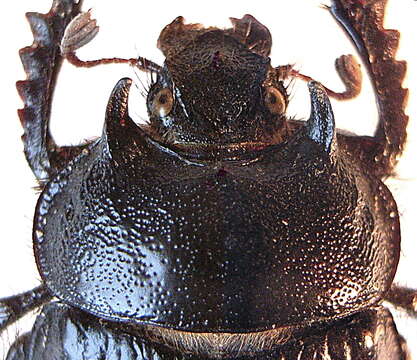 Image of Typhaeus