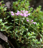 Image of Thymus japonicus (H. Hara) Kitag.