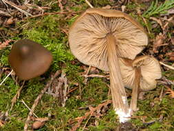 Image of Entoloma