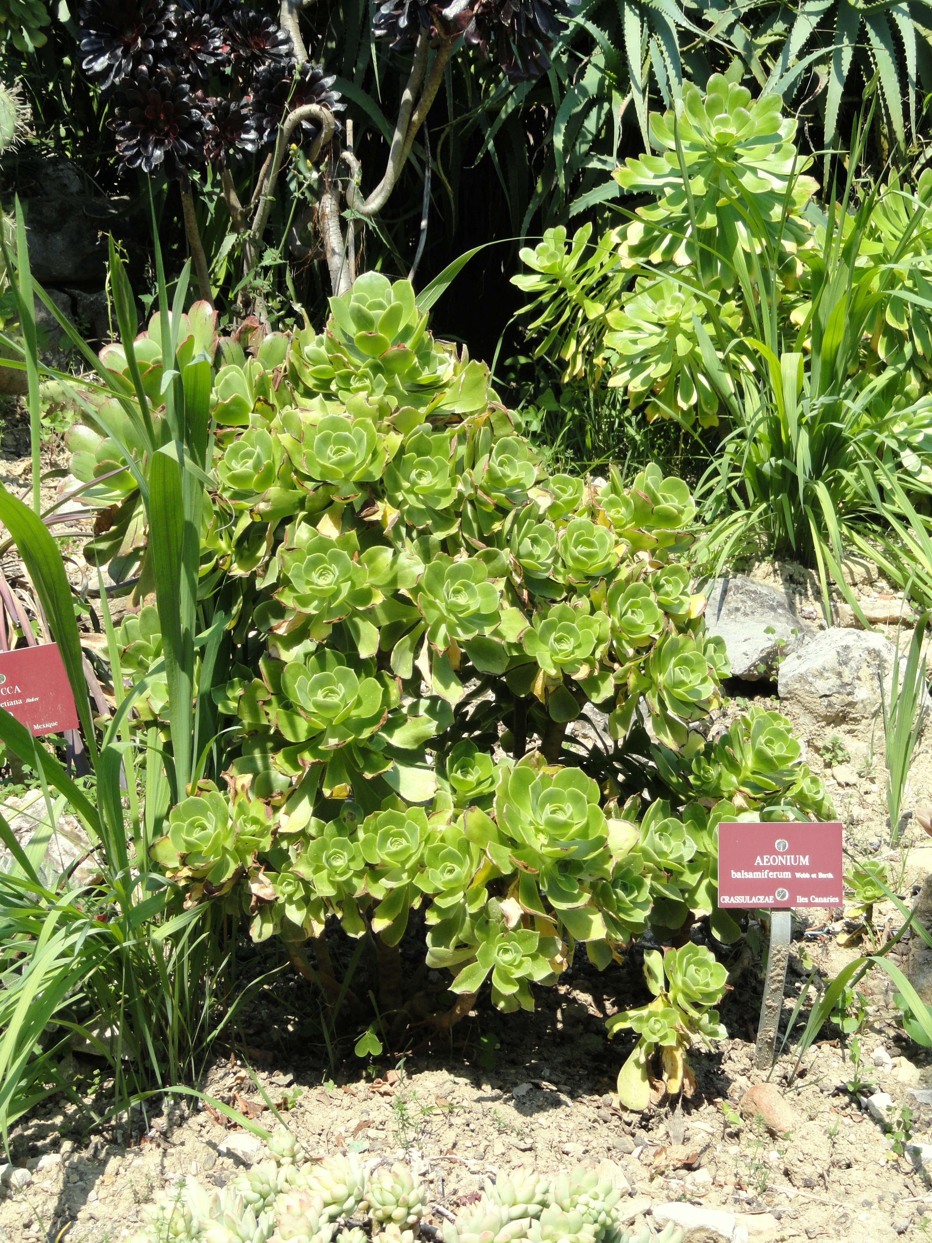 Aeonium balsamiferum Webb & Berth. resmi