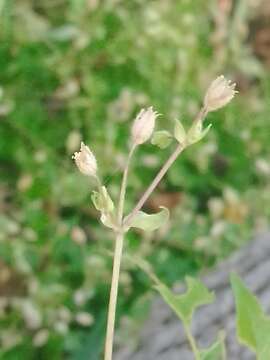 Image de Stellaria ovata Willd. ex Schltdl.