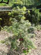 Image of Sickle-leaved Yellowwood