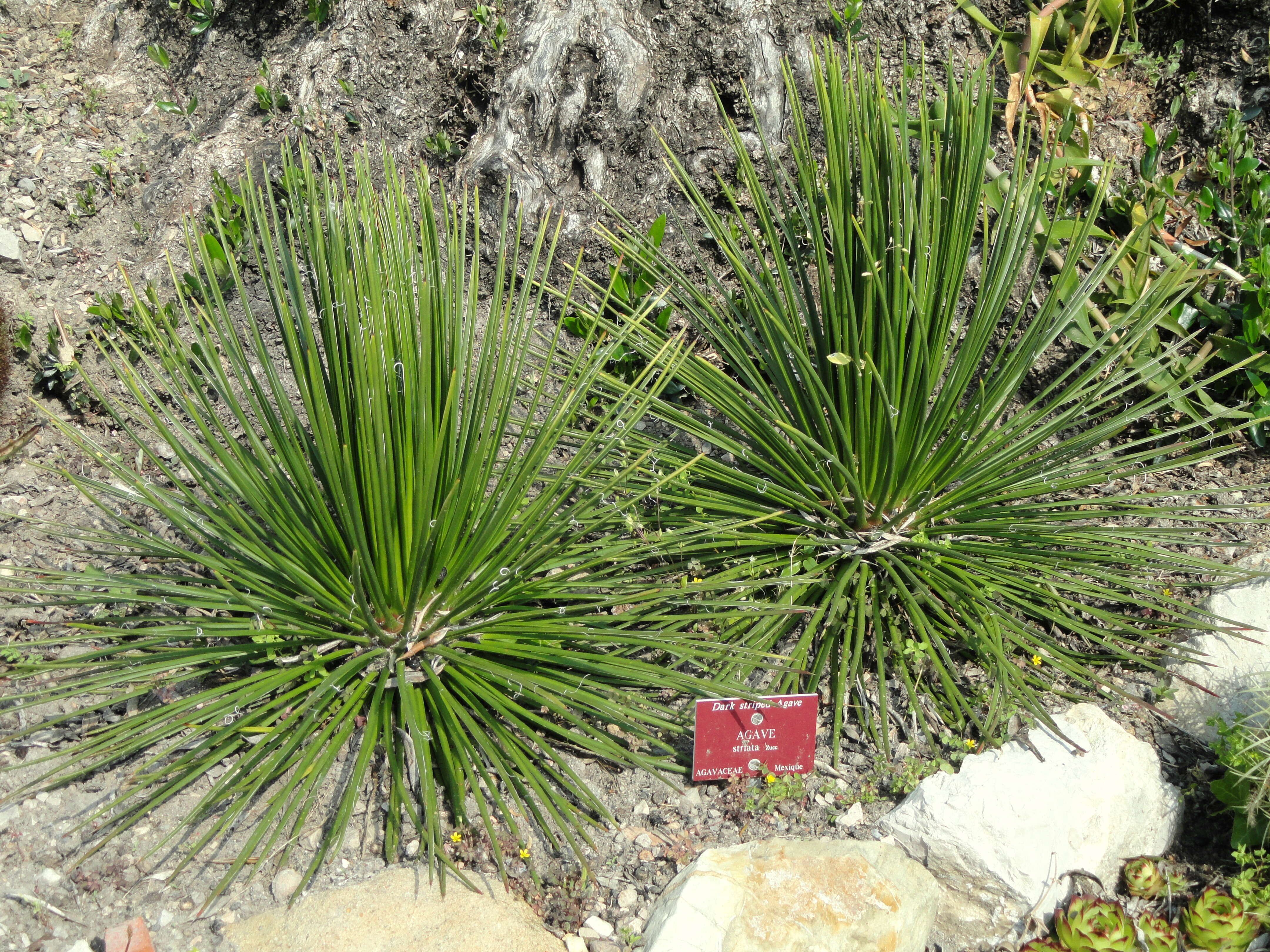 Image of Agave striata Zucc.