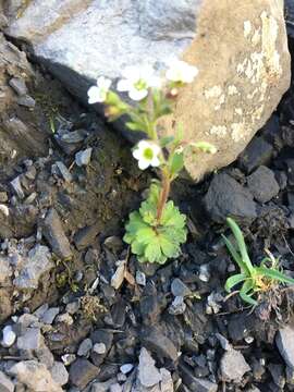 Image of Wedge-Leaf Saxifrage