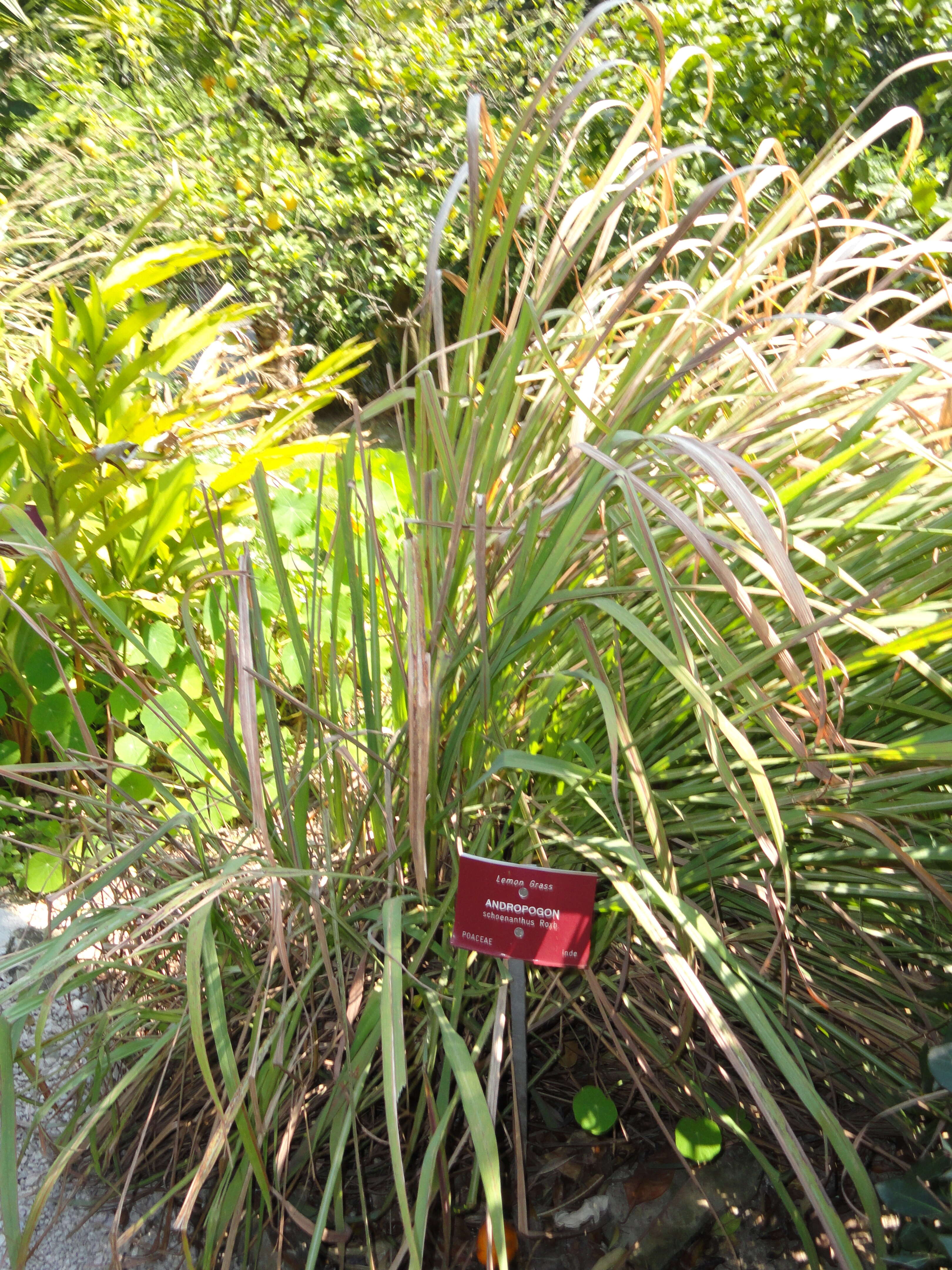 Image of camel grass