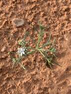 Image of sanddune ipomopsis