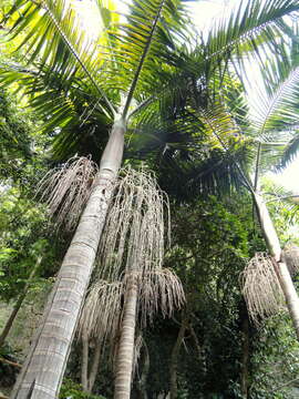 Image of Archontophoenix cunninghamiana (H. Wendl.) H. Wendl. & Drude