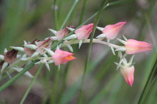 Image of Echeveria bifida Schltdl.