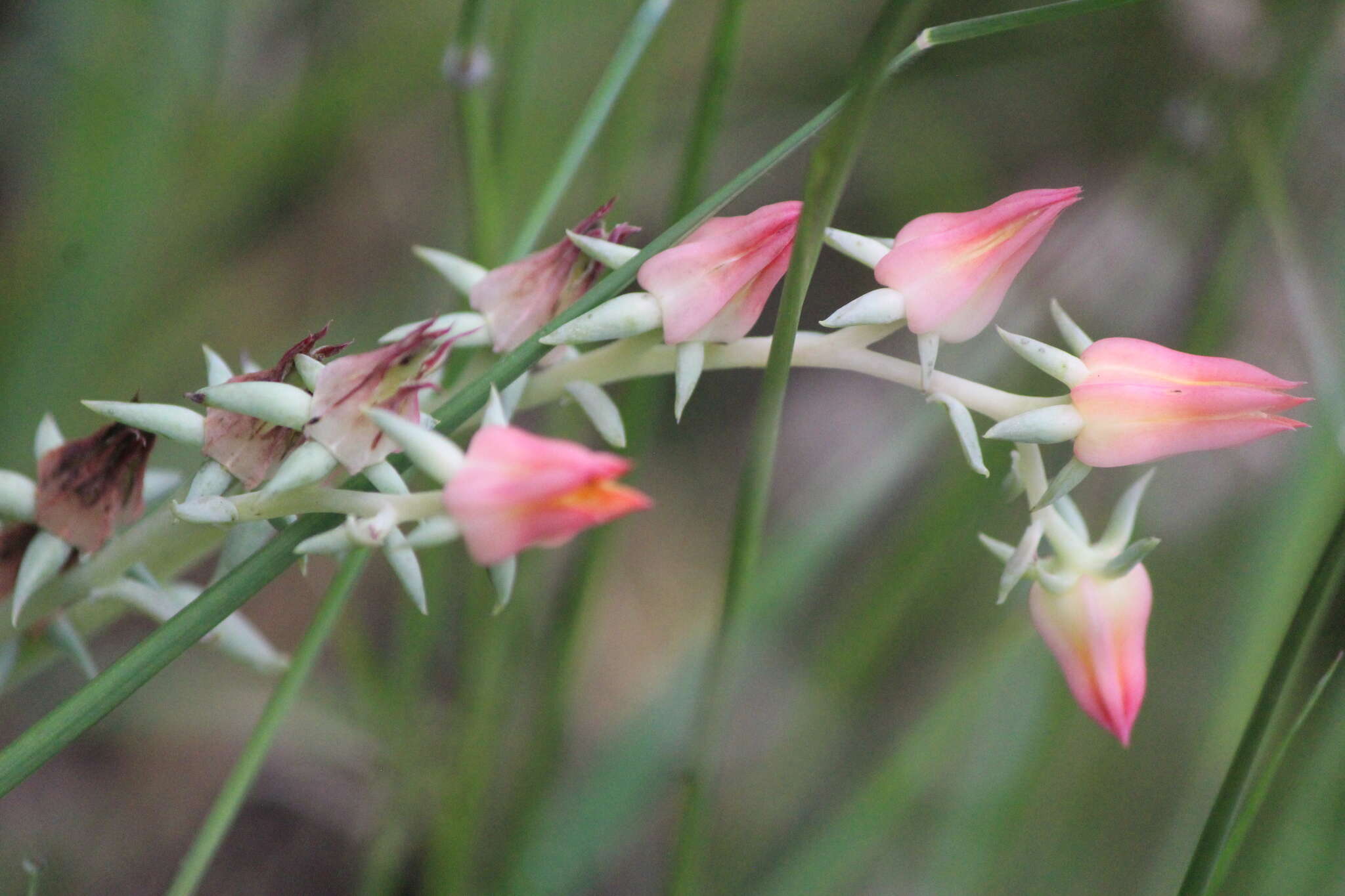 Sivun Echeveria bifida Schltdl. kuva