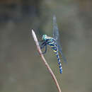 Слика од Onychothemis testacea Laidlaw 1902