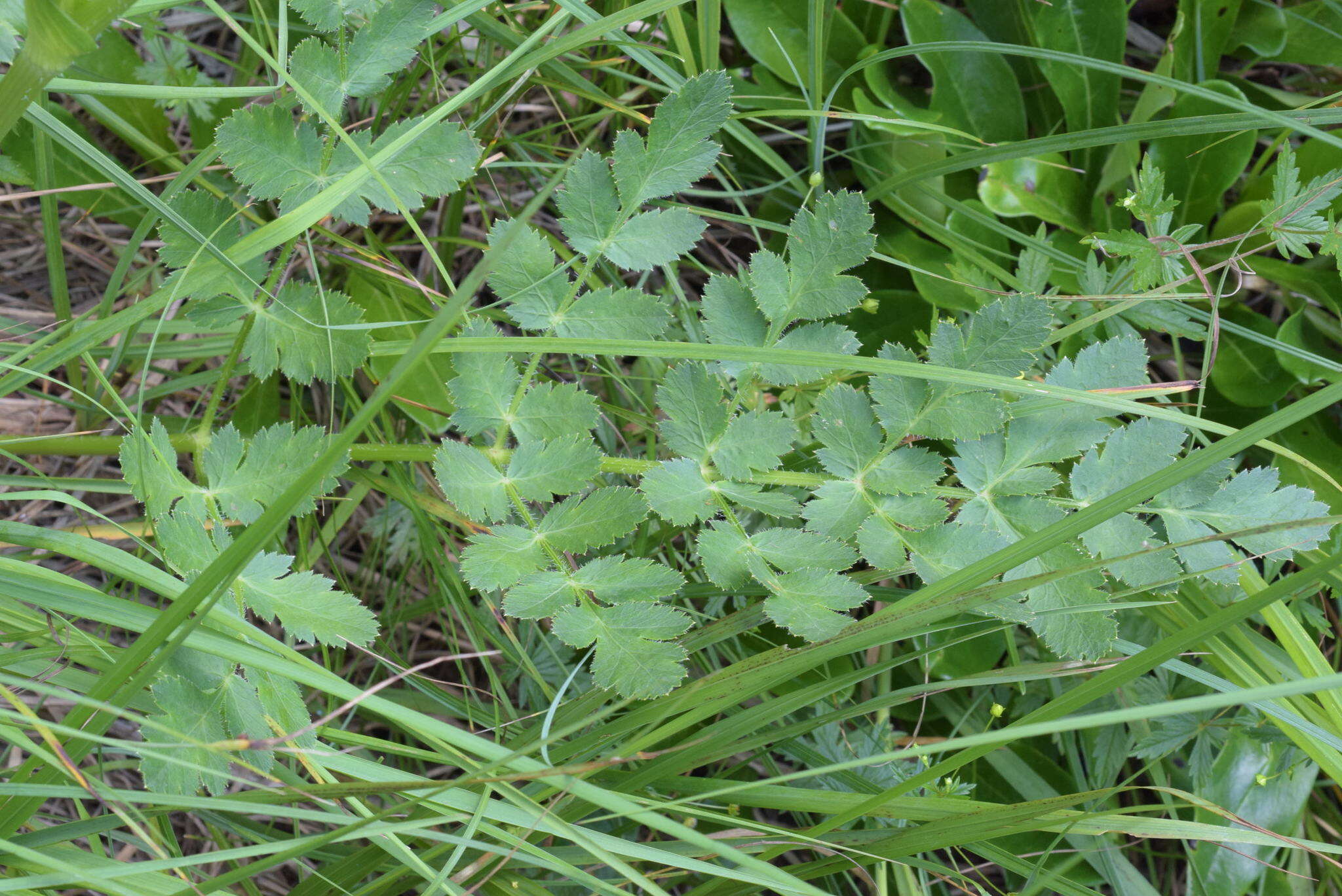 Слика од Laserpitium nitidum Zanted.