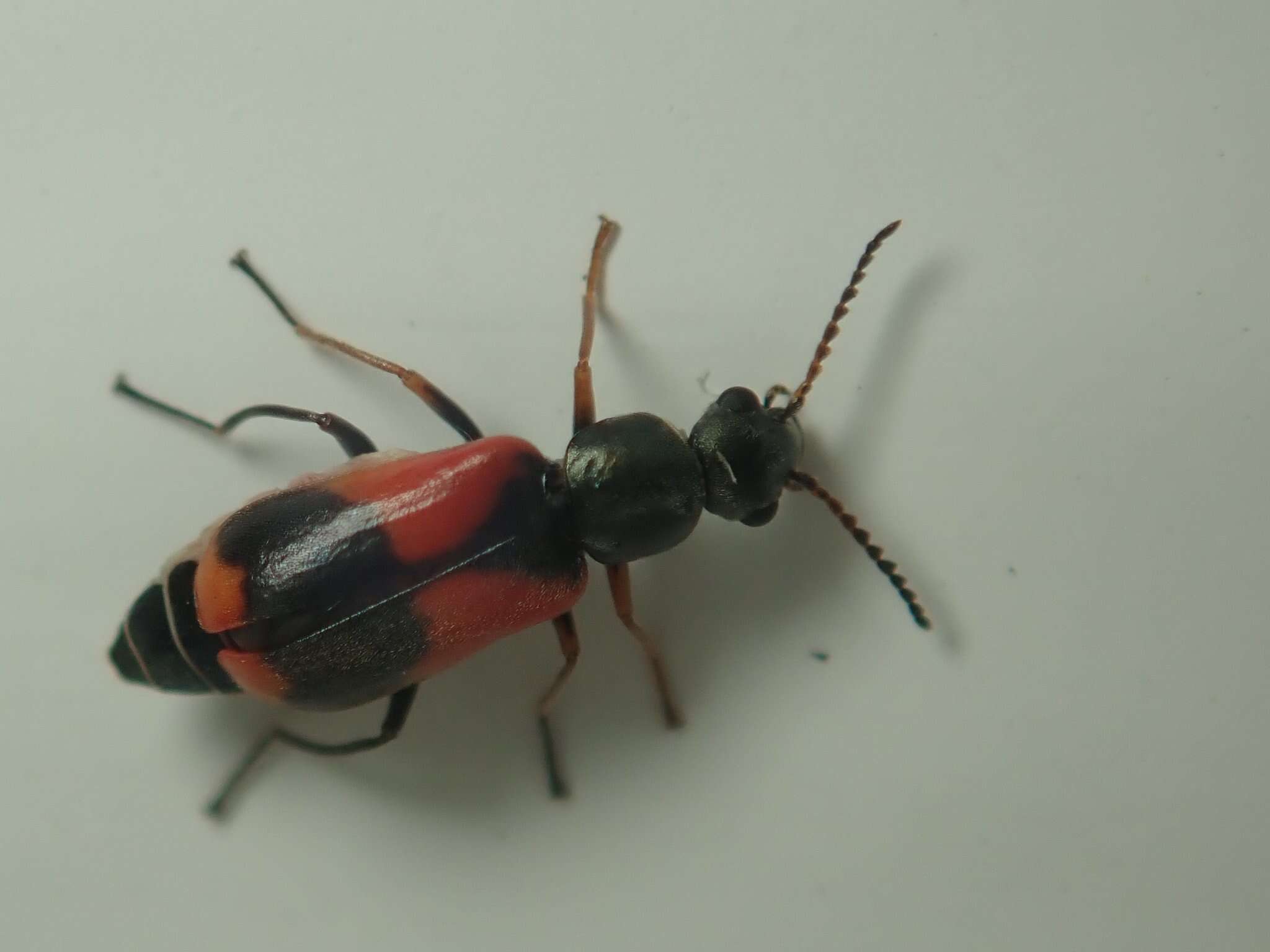 Malachiidae resmi