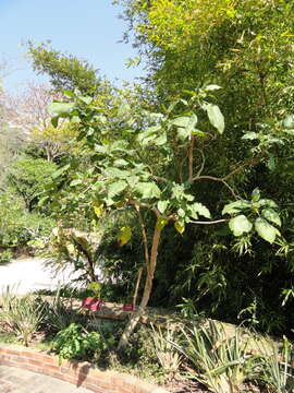 Image of Tamarillo